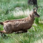 Correndo sui prati tardo primaverili - Foto F. Borgogno
